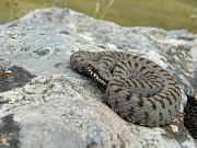 Vipera berus