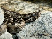 Vipera ammodytes