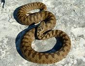 Vipera berus