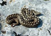 Vipera ammodytes