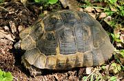 Testudo graeca