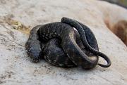 Natrix tessellata