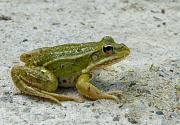 Pelophylax lessonae