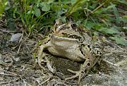 Pelophylax lessonae