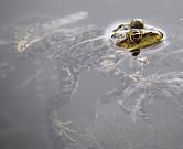 Pelophylax ridibundus