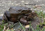 Bufo bufo