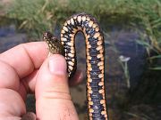 Natrix tessellata