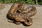 Vipera ammodytes