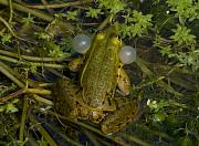 Pelophylax shqipericus