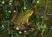 Pelophylax shqipericus