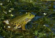 Pelophylax shqipericus