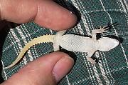 Mediodactylus kotschyi
