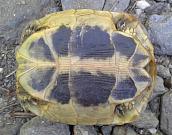 Testudo hermanni