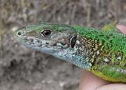 Lacerta viridis