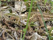 Lacerta viridis