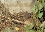 Chalcides ocellatus