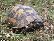 Testudo graeca