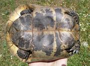 Testudo graeca