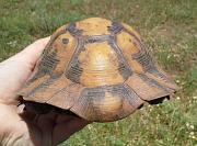 Testudo graeca