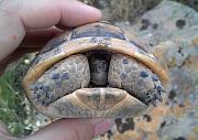 Testudo graeca