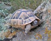 Testudo graeca