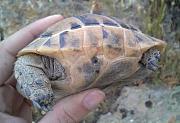 Testudo graeca