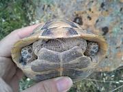 Testudo graeca