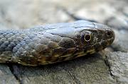 Natrix tessellata