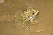 Pelophylax ridibundus