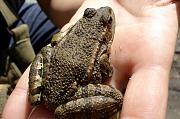 Pelophylax ridibundus