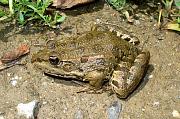 Pelophylax ridibundus