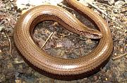 Anguis fragilis s.l.