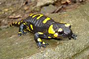 Salamandra salamandra