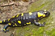 Salamandra salamandra