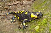 Salamandra salamandra