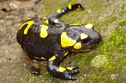 Salamandra salamandra