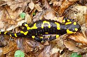 Salamandra salamandra