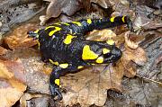 Salamandra salamandra