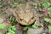 Bufo bufo