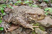 Bufo bufo