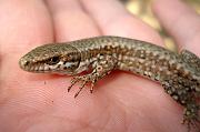 Podarcis muralis