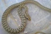 Dolichophis caspius