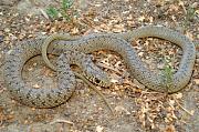 Dolichophis caspius