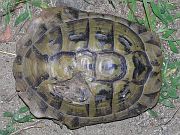 Testudo hermanni