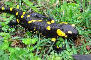 Salamandra salamandra