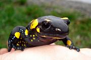 Salamandra salamandra