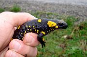 Salamandra salamandra