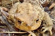 Bufo bufo