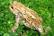 Bufo bufo