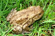 Bufo bufo